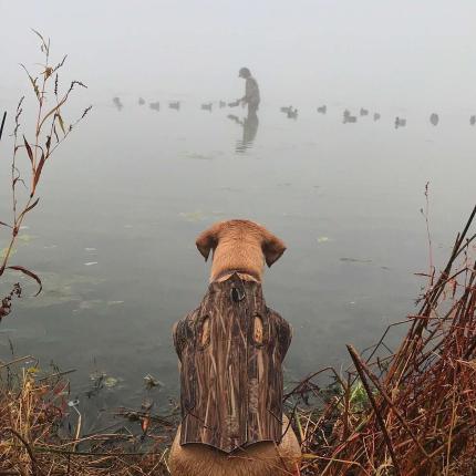 Dog wearing cammo vest sitting at the shore of a lake looking at hunter out in the misty water