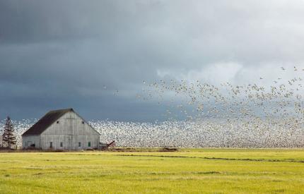 Large barn in an empty field with thousands of geese in flight