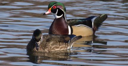 Male and female wood ducks swimming
