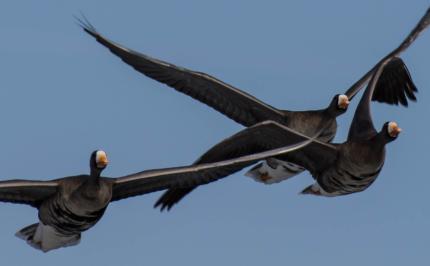 Three white-fronted geese in flight