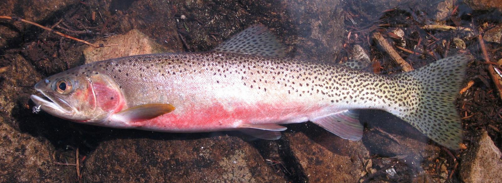 Freshly caught cutthroat trout lying on the rocks with reddish belly and dark spots on back and fins