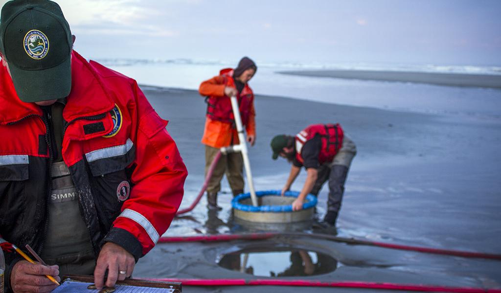 WDFW personnel conducting a shellfish survey on an ocean beach