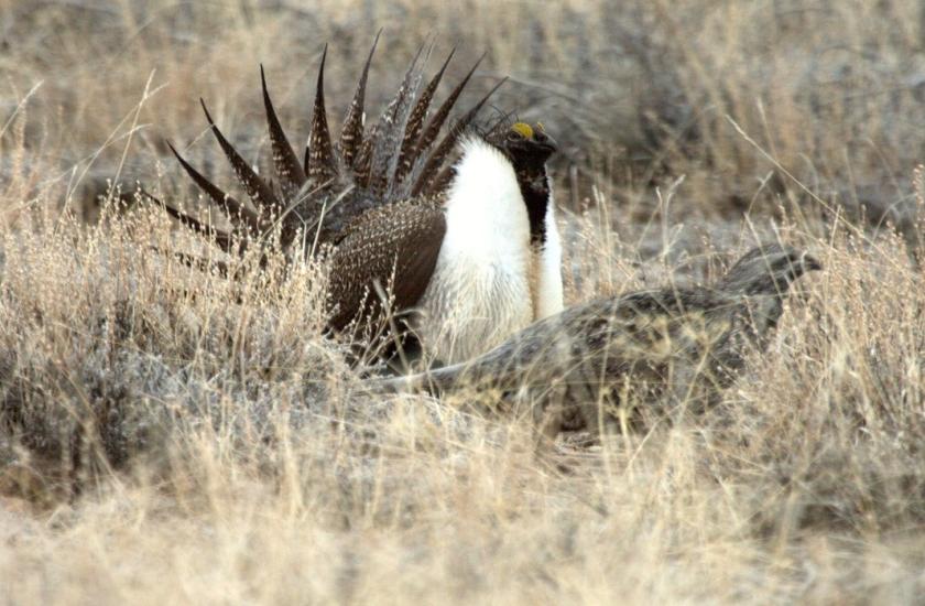 Male greater sage grouse fans his tail for a female on a lek