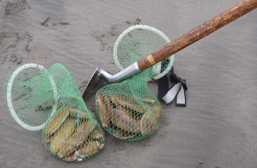 razor clams and clam shovel