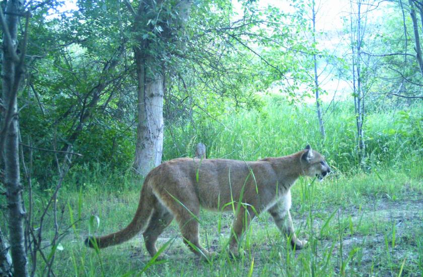 A cougar in the woods