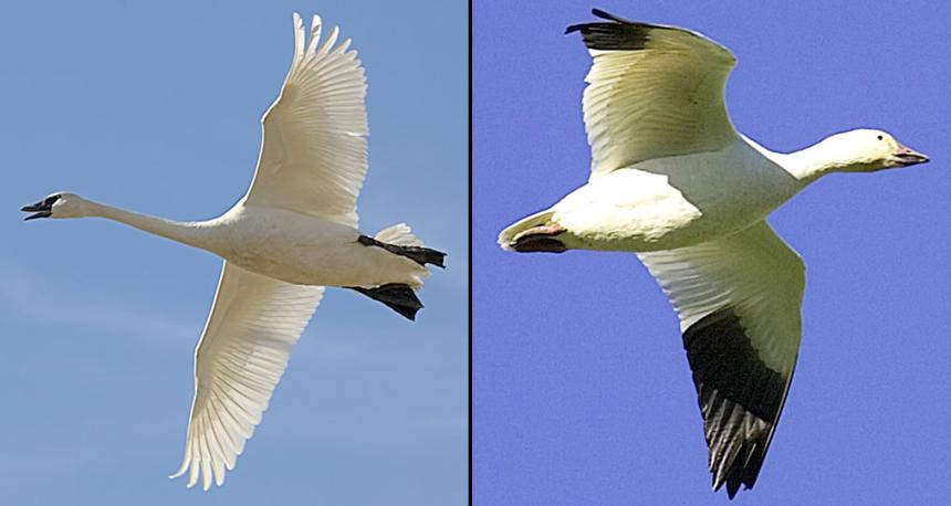 Side-by-side photo comparison of adult trumpeter swan and adult snow goose in flight for identification purposes.