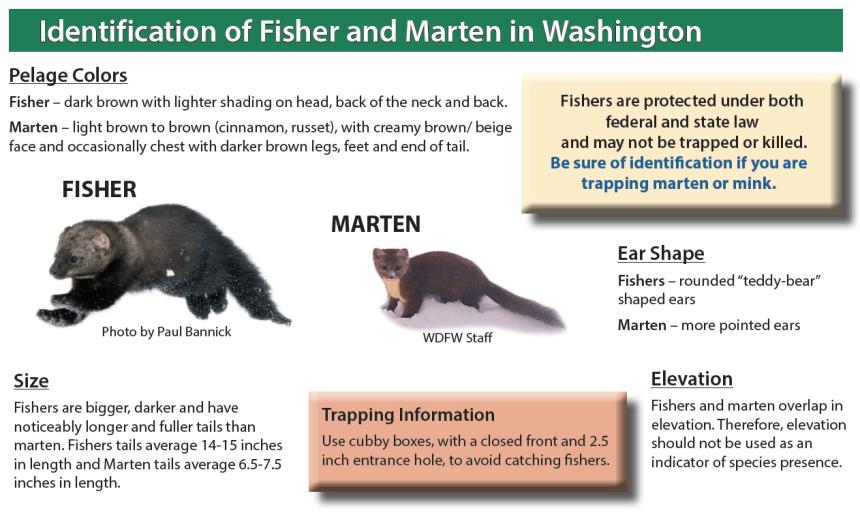 Graphic showing how to distinguish fishers and martens for trapping purposes