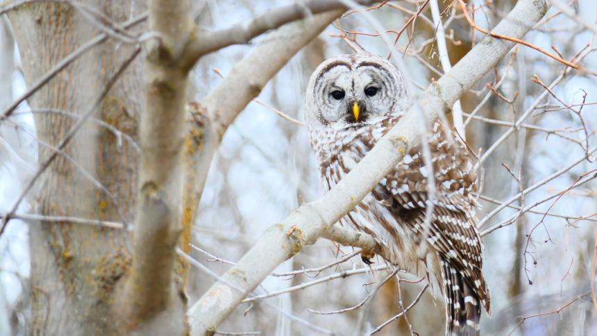 Barred owl perched in a tree