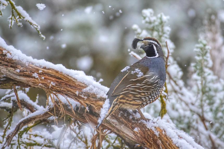 California quail sits on sagebrush with snow