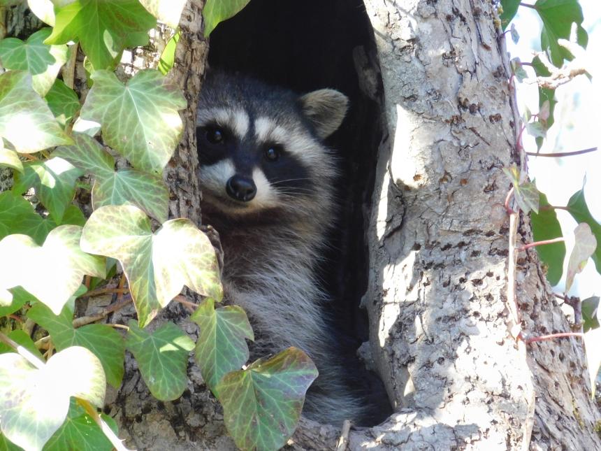 Raccoon hanging out in tree cavity