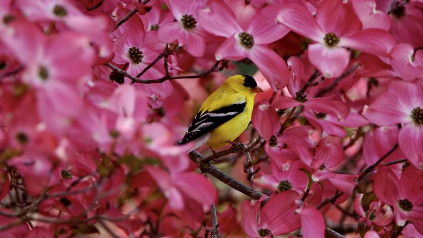 An American goldfinch in dogwood