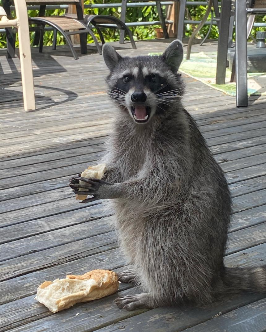 Raccoon caught eating bread on a porch
