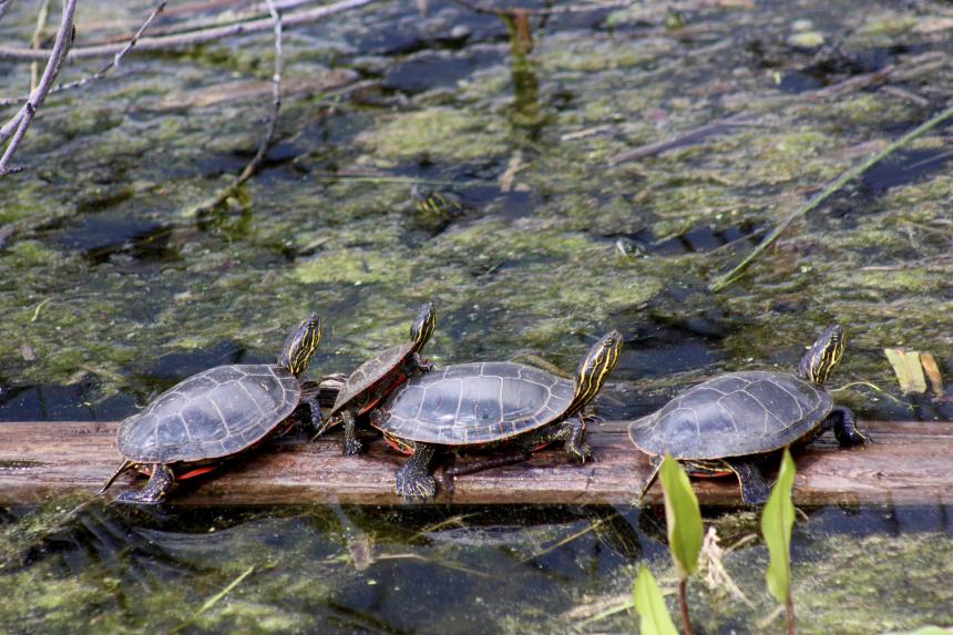Three turtles on a log enjoying the sun.