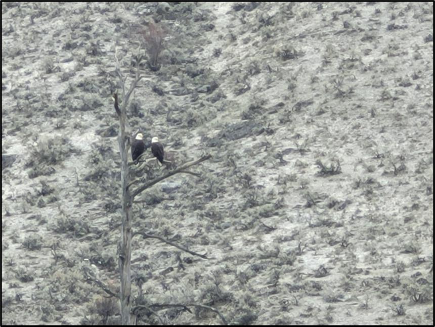 Two bald eagles in a tree.
