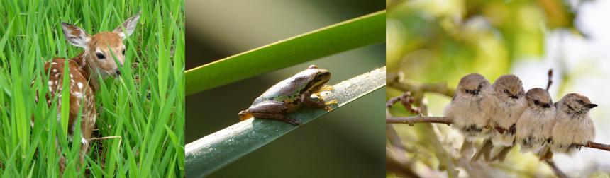 Left to right, deer fawn hiding in the tall grass, Pacific tree frog on greenery, American bushtit fledglings on a branch. 
