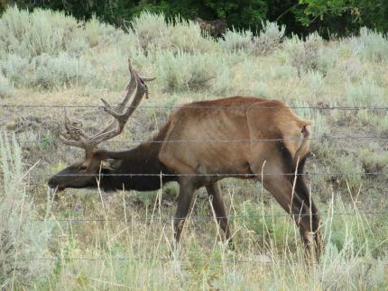 Elk with chronic wasting disease