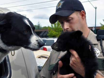 An officer introduces a bear cub to a Karelian bear dog