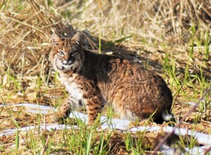 A bobcat crouches in an open clearing.