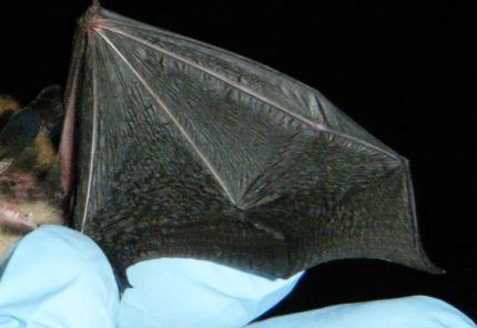 Image showing a normal Little brown bat wing