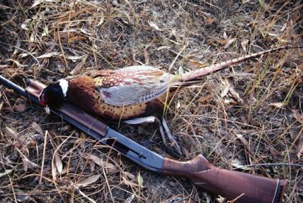 Photo of a harvested pheasant lying on top of a shotgun on the ground.