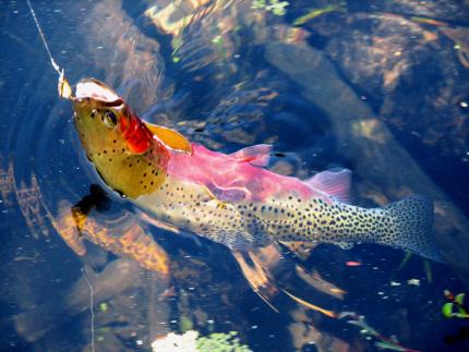 Vibrantly colored cutthroat trout hooked with its head partially out of the water
