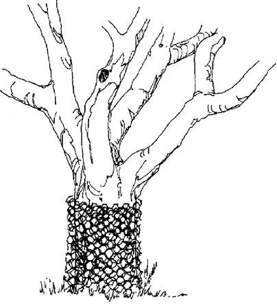 Drawing of a beaver-proof fence surrounding a tree trunk