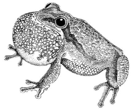 Illustration showing a male treefrog with his reesonating throat sac fully blown up