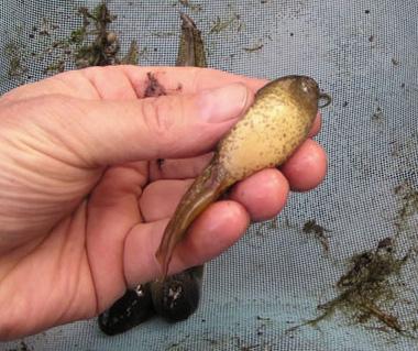 A bullfrog tadpole being held in a researchers hand