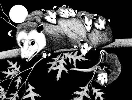 A drawing shows an adult opossum with pups on their back. 