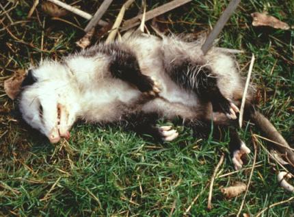 A opossum plays dead to aviod harassment or predation. 