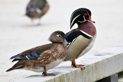 Wood duck couple