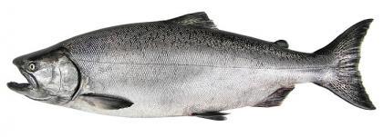 High definition photo of a Chinook salmon