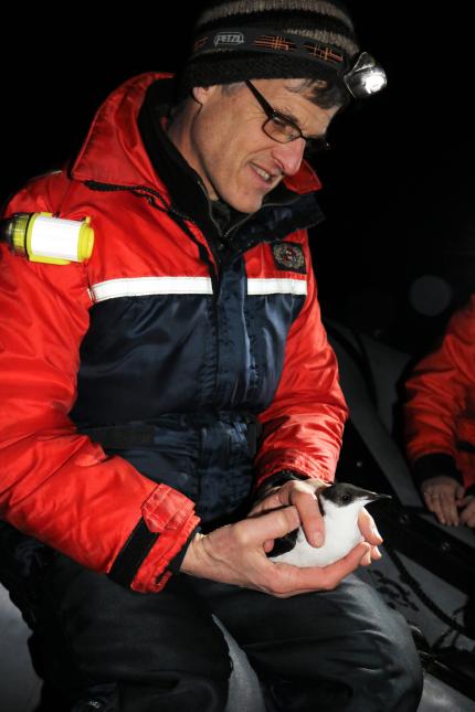 A WDFW biologist, seated in a boat,  holds a marbled murrelet seabird captured at night for a diet research project.