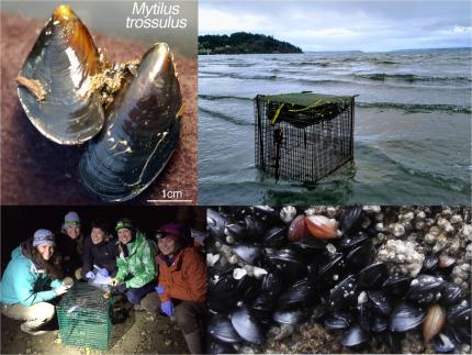 Collage of mussels and mussel collection