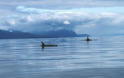 An expanse of water with two killer whale dorsal fins visible and, in the background, rugged coastline and cloudy skies