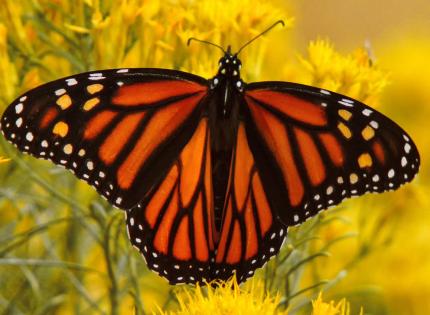 Close up of a monarch butterfly on a yellow flowering gray rabbitbrush