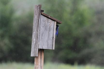 View of a western bluebird on a wooden bird house on a post