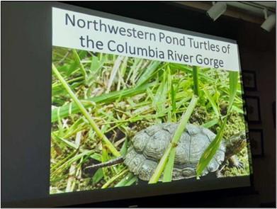 Northwestern pond turtle presentation