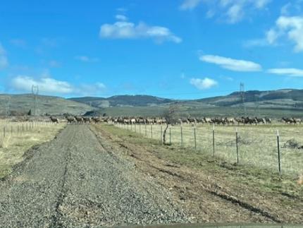 A herd of elk over by I-90.