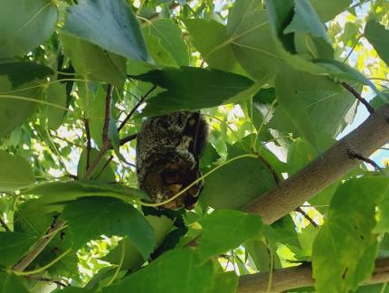 A Hoary bat hangs in the foliage of a tree.