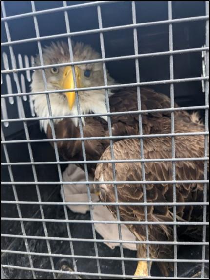 A captured eagle.