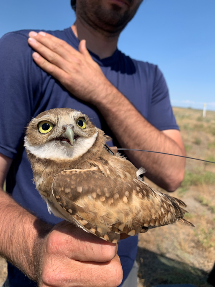 A juvenile owl with transmitter backpack