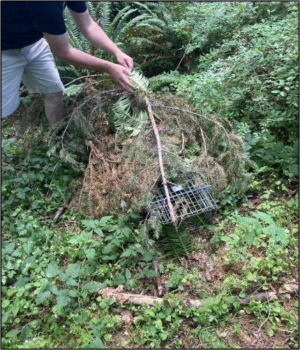A cage trap being deployed.