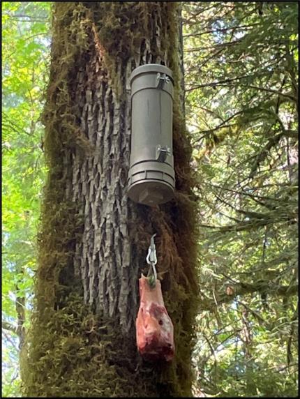 A fisher scent station hanging in a tree