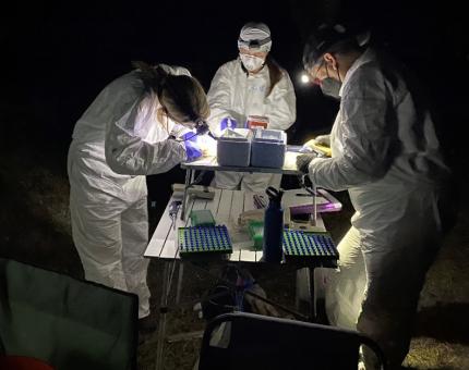 The processing (and vaccination tables diligently working on captured bats.