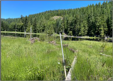 Acoustic monitoring equipment placed over prime bat foraging habitat in Lewis County. 
