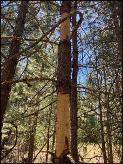 Tree damage to a younger pine tree.