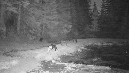 A wolf pack during the night