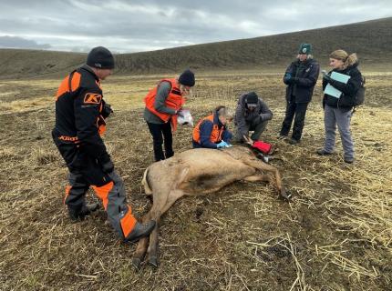 An darted elk surrounded by staff members