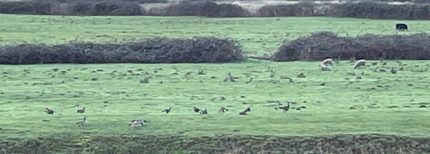 Nine dusky and three western Canada geese grazing among the livestock in Cowlitz County.  